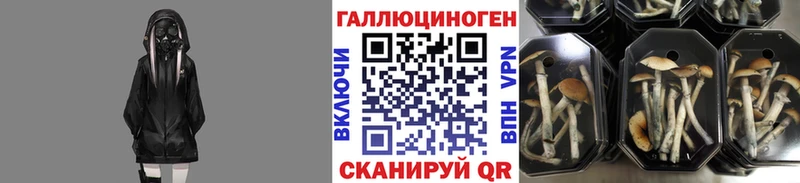 где купить наркоту  Шарыпово  kraken ссылки  Галлюциногенные грибы мицелий 